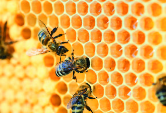 Matematiğin-Bir-Başka-Yüzü-Doğa-4